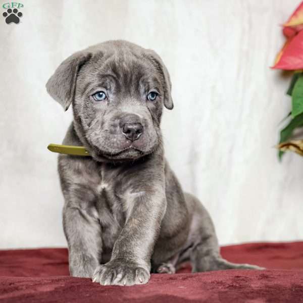 Eeyore, Cane Corso Puppy